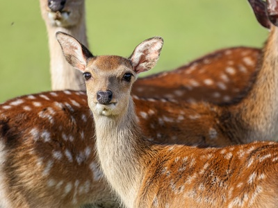 Sika Deer