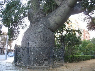 Silk Floss Tree