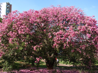 Silk tree