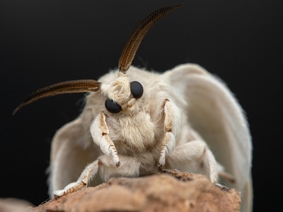 Silkworm