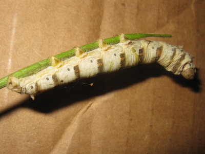 Silkworm