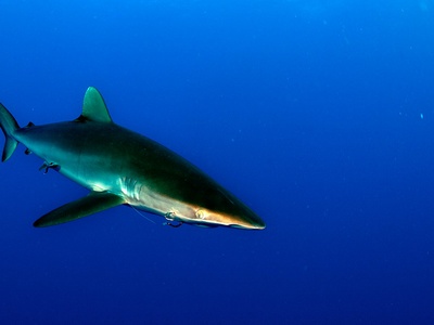 Silky Shark