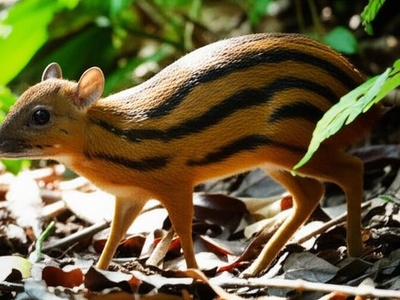 Silver-backed Chevrotain