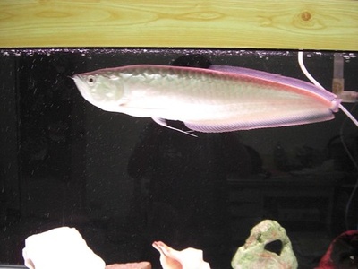 Silver Arowana
