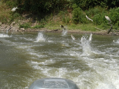 Silver carp