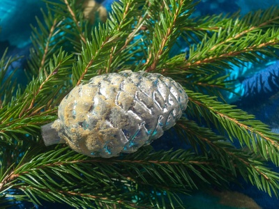 Silver Fir