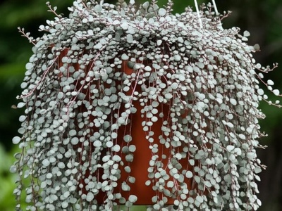 Silver Sparkle Pilea
