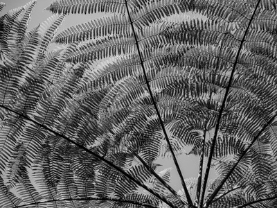 Silver Thatch Palm
