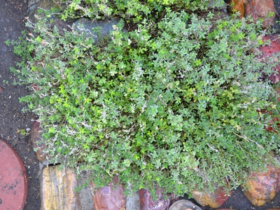 Silver thyme ('Silver Queen')