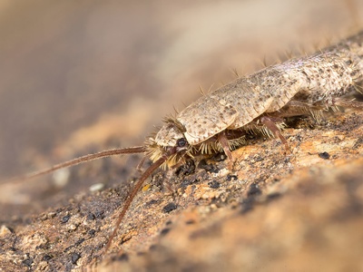 Silverfish