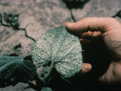 Silverleaf Whitefly