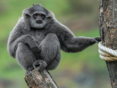 Silvery gibbon