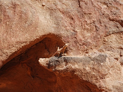 Sinai Agama
