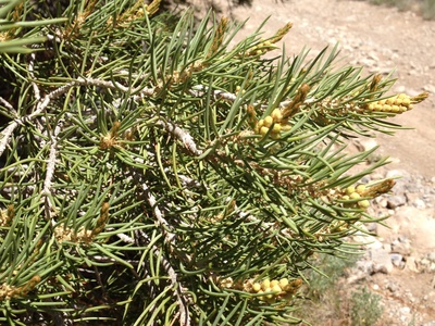 Single-leaf Pinyon