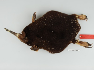 Sir David's Long-beaked Echidna