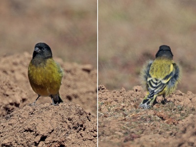 Siskin