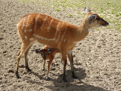 Sitatunga