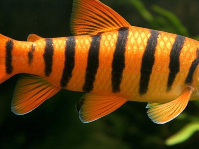 Six-barred Distichodus