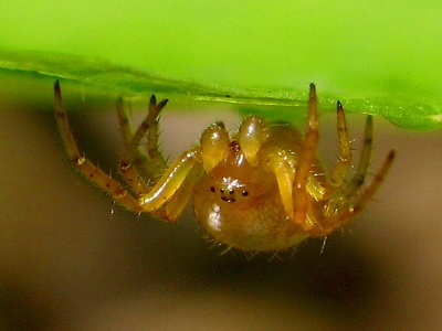 Six-spotted Orb-weaver