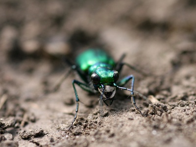 Six-spotted Tiger Beetle