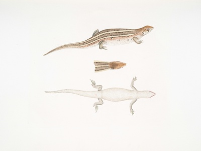 Skink