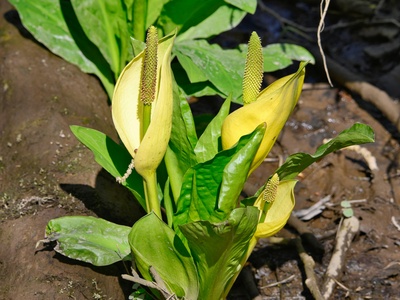Skunk cabbage