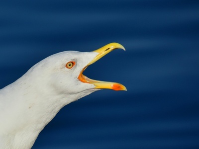 Slender-billed Gull