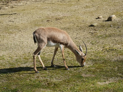 Slender-horned Gazelle