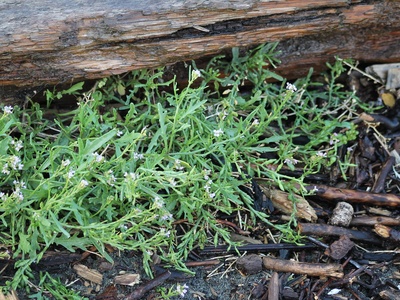 Slender-petaled Mustard