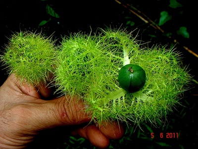 Slender-stemmed Moss