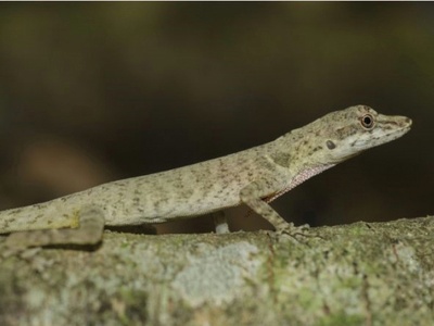 Slender anole