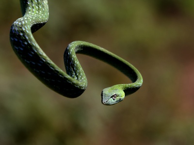 Slender File Snake