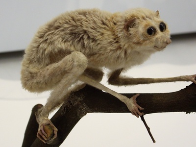 Slender Loris