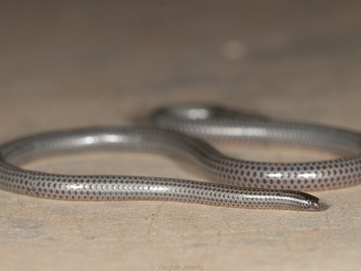 Slender Thread Snake