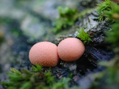 Slime molds (myxomycetes)