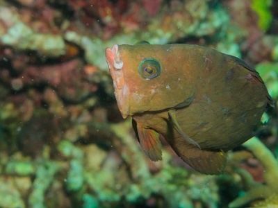 Sling-jaw Wrasse