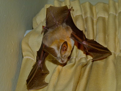Slit-faced bat