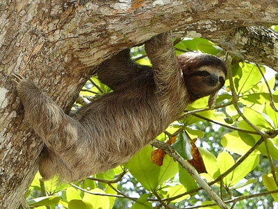 Sloth