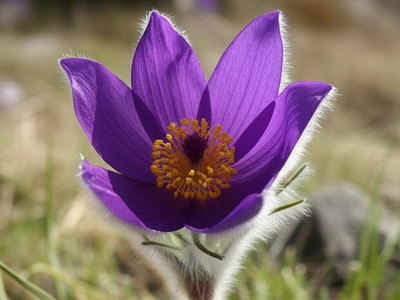 Slovak Pasqueflower