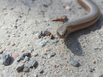 Slow worm