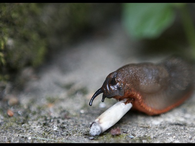 Slug