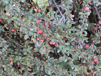 Small-leaved Cotoneaster
