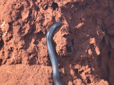 Small-scaled Burrowing Asp