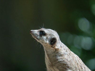 Small-toothed Ferret-badger