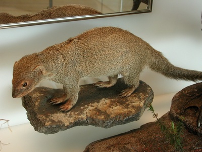 Small Asian mongoose