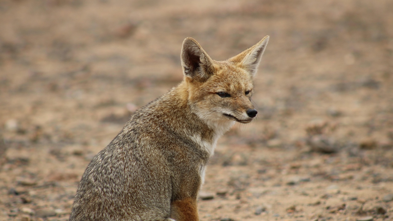 Fennec fox and sand cat in desert habitat