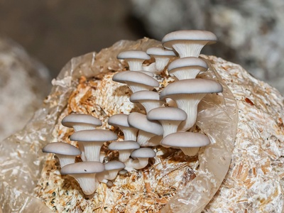 Small Termite Mushroom
