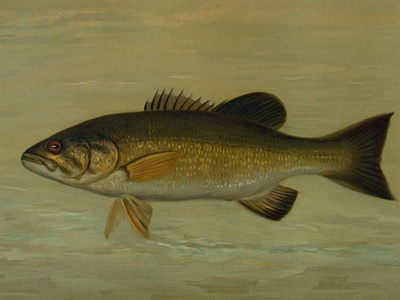 Smallmouth Bass