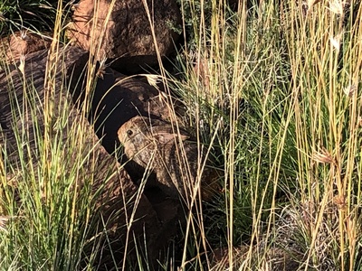Smith's Red Rock Hare