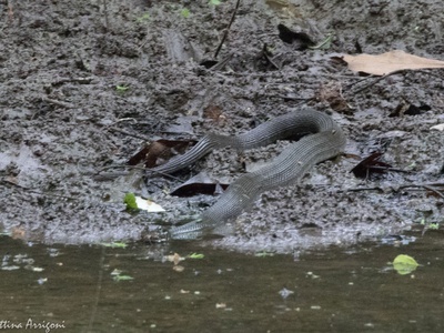 Smith's Water Snake